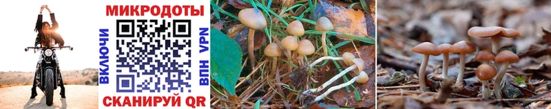 Псилоцибиновые грибы Psilocybine cubensis Нерюнгри